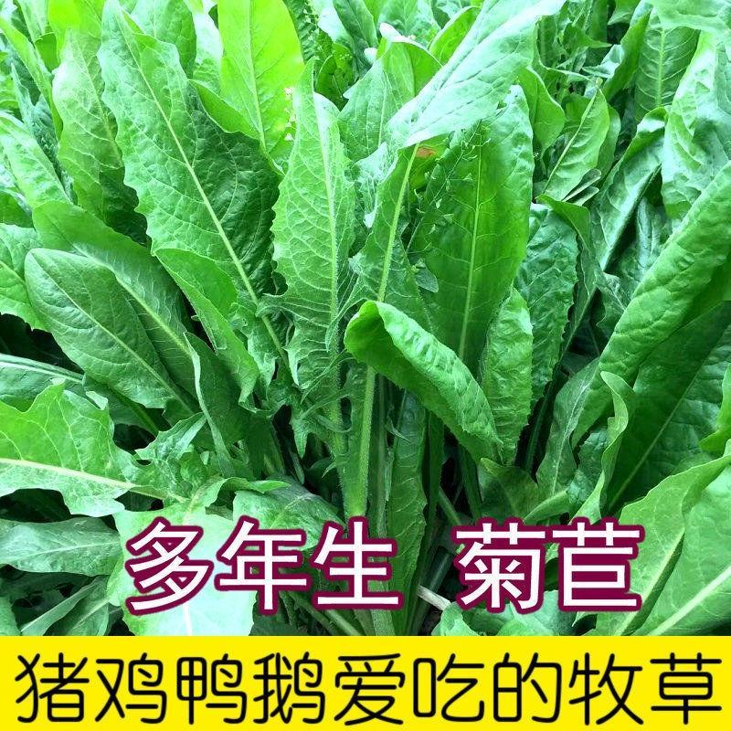 菊苣种籽大叶多年生兔子草种猪牛鱼鸡鸭鹅爱吃的养殖四季牧草