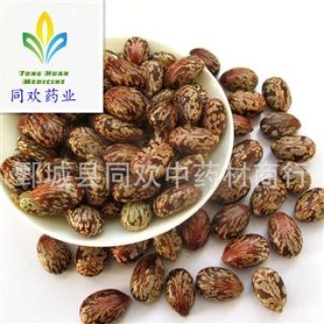 【蓖麻子】@【同欢药材】中药材批发供应规格齐全