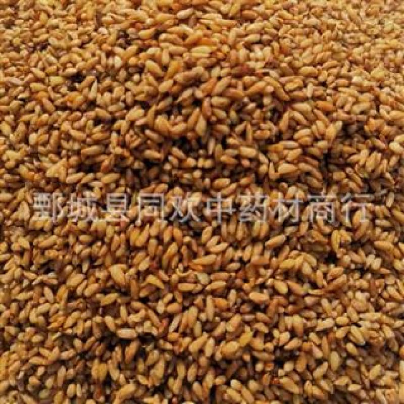 【好统货柏子仁】@【同欢药材】中药材批发供应