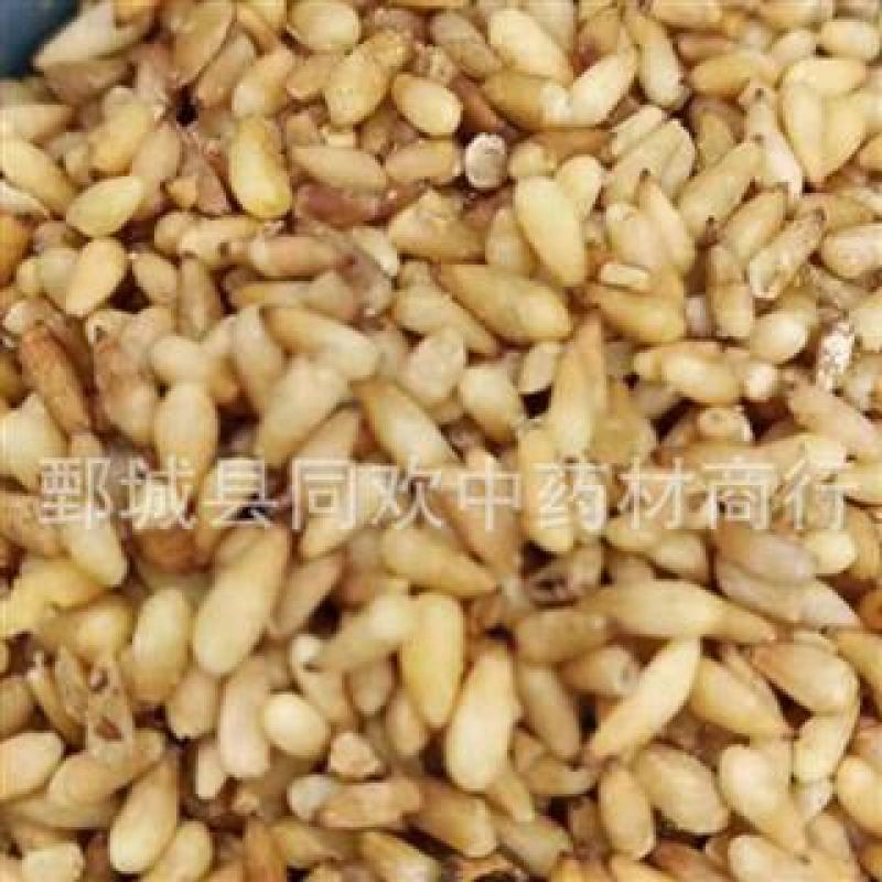 【选货净货柏子仁】@【同欢药材】中药材批发供应