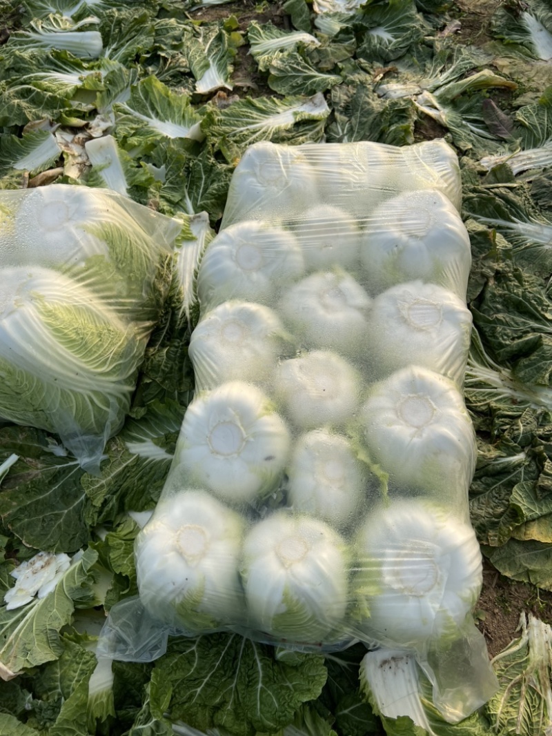 宿迁白菜源头产地