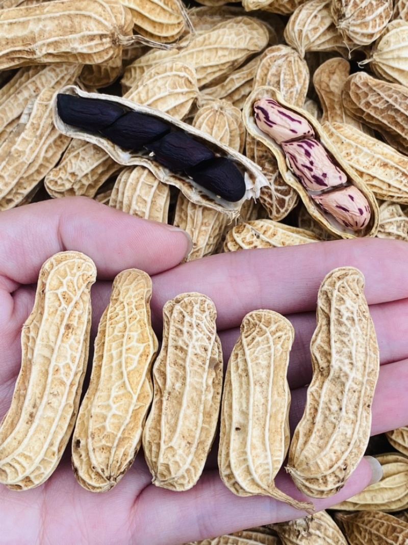 云南黑皮花生七彩花生一手货源长期供应品质保证
