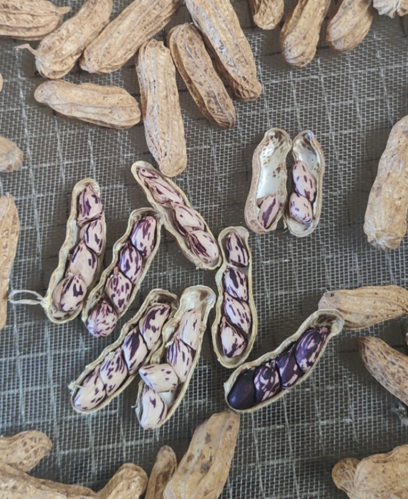 云南黑皮花生七彩花生一手货源长期供应品质保证