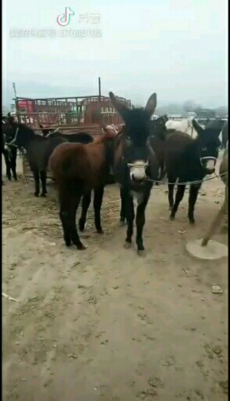 骡子，驮骡，肉骡，小骡子都有需要的客商联系本人在线谈诚信
