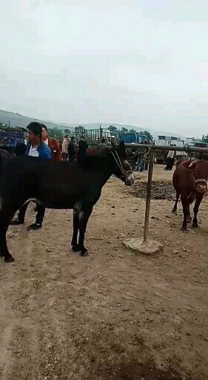 骡子，驮骡，肉骡，小骡子都有需要的客商联系本人在线谈诚信
