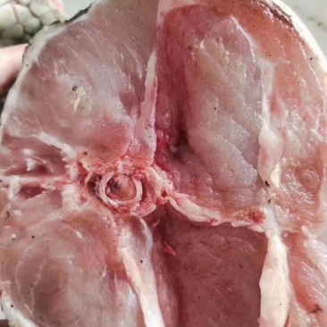 鳄鱼肉