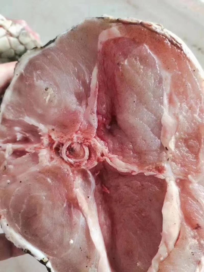 鳄鱼肉