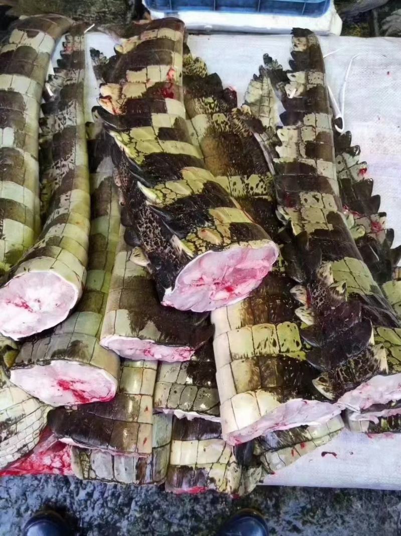 鳄鱼肉