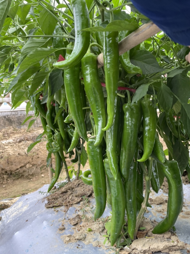 长剑辣椒种子牛角椒青皮椒种子羊角椒绿皮椒种子芽率超国标