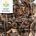 【黑桑寄生】@【同欢药材】中药材批发供应