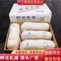 冻乳猪，烤乳猪，乳猪，2--40公斤大量现货