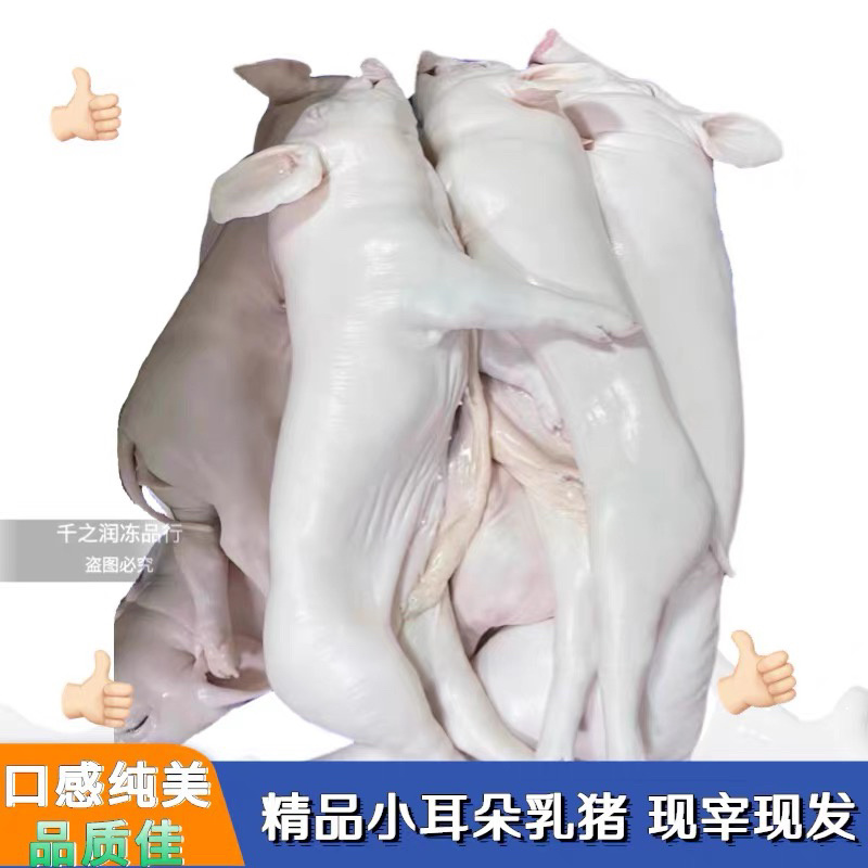 冻乳猪，烤乳猪，乳猪，2--40公斤大量现货