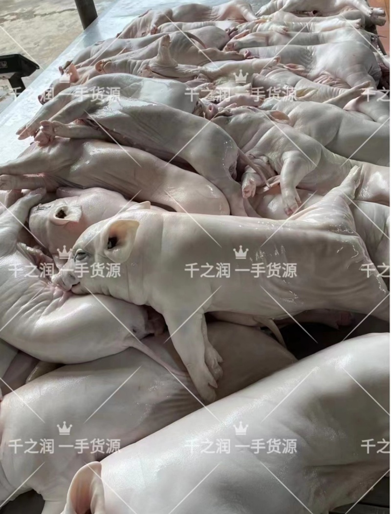 冻乳猪，烤乳猪，乳猪，2--40公斤大量现货