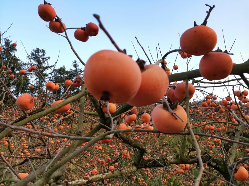 独立包装柿饼批发代发社群代发粉糯广西桂林恭城平乐天然晒