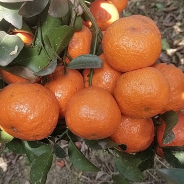沙糖果