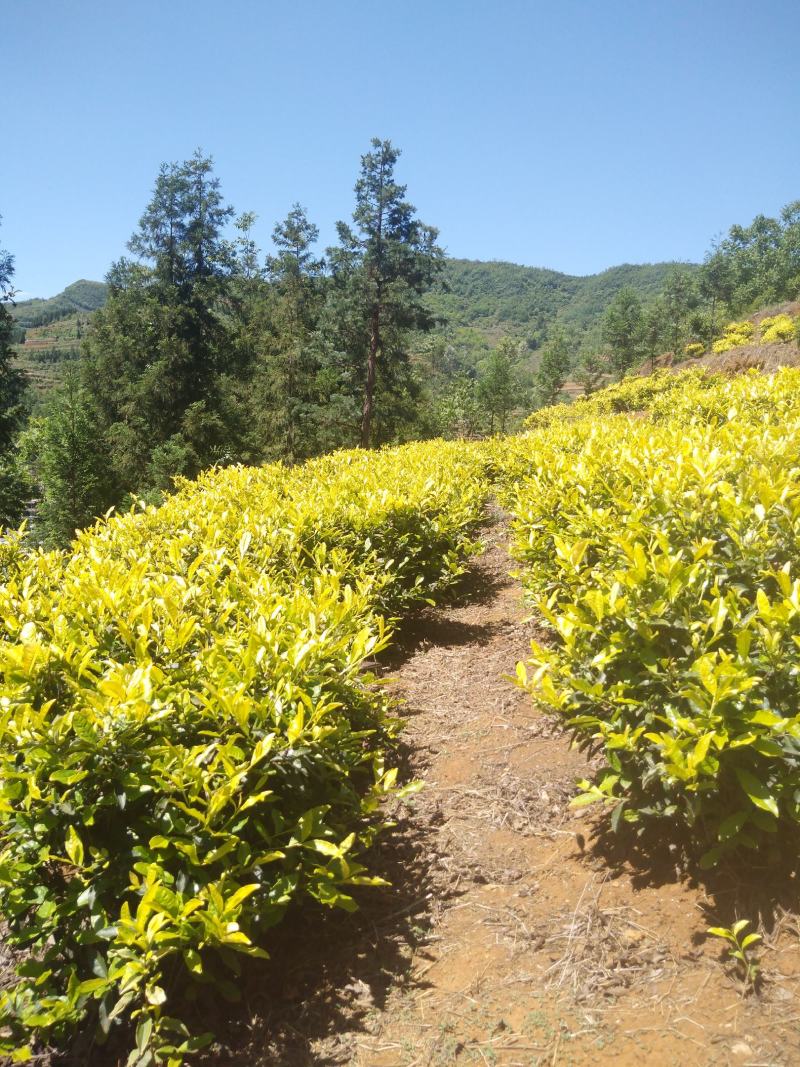 黄金叶茶茶籽