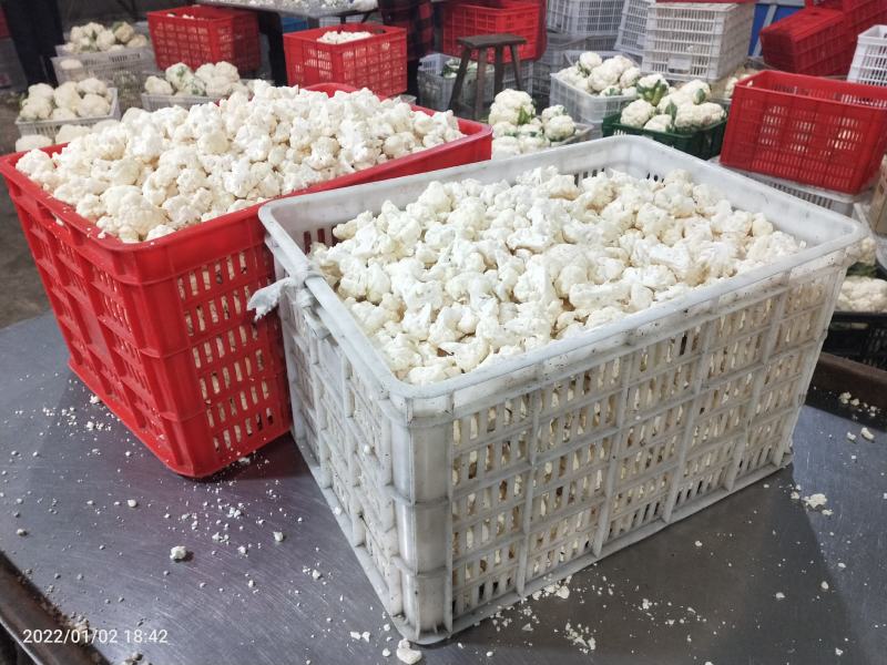 浙江台州松花菜散花白面青梗有机花菜产地代发全国市场