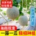 海南网红玫陇瓜网纹哈密瓜一件代发对接电商全国批发市场