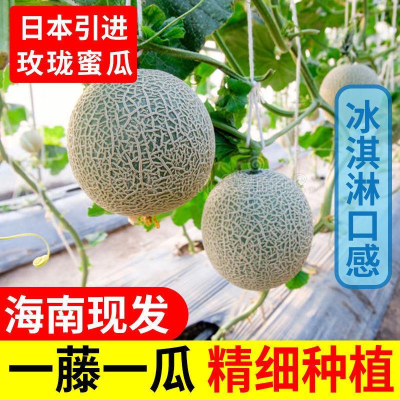 海南网红玫陇瓜网纹哈密瓜一件代发对接电商全国批发市场