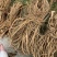 新鲜野生白花牛奶根