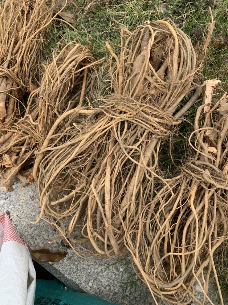新鲜野生白花牛奶根