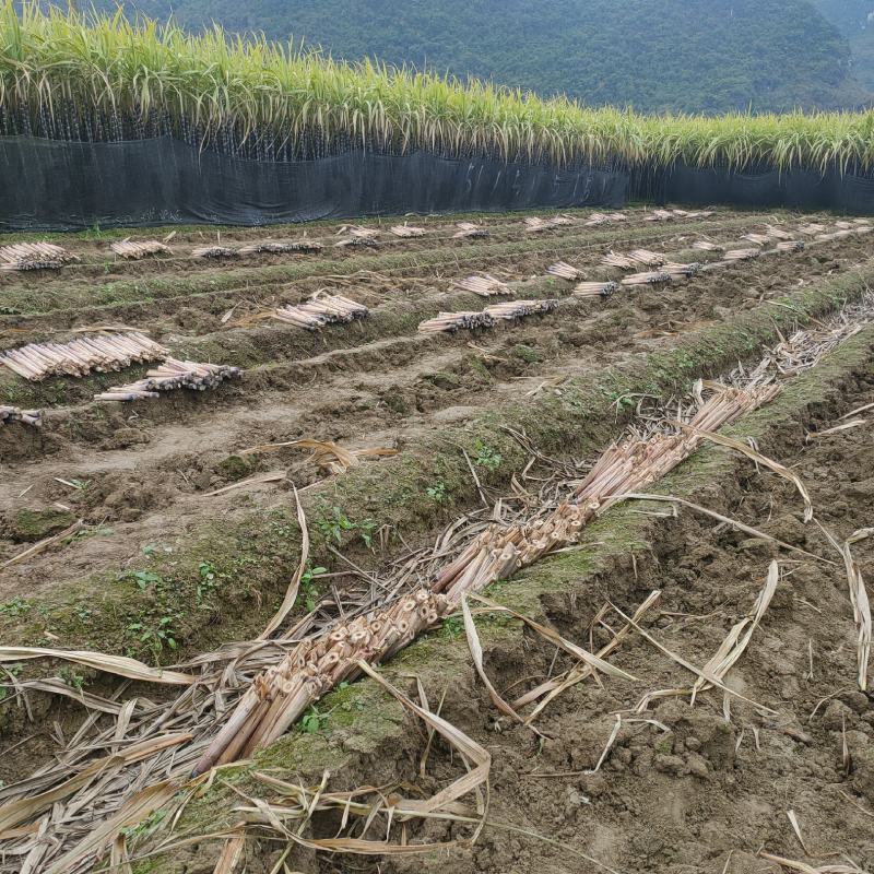 黑皮甘蔗苗黄皮甘蔗种苗合适北方种植专业技术指导