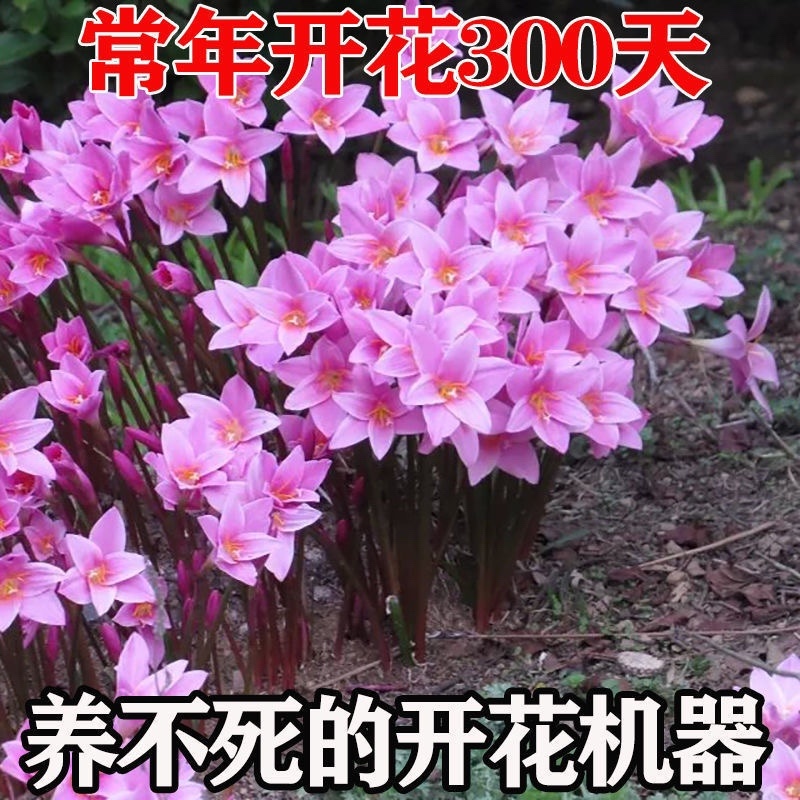 【包邮风雨兰种球】50颗35元包邮到家多种颜色