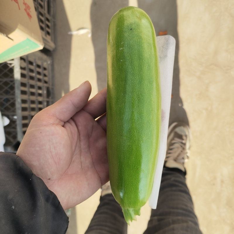 西葫芦，精美西葫芦，常年有货，直供商超。