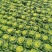 菊花心精品500亩基地！黄心菜价格美丽！