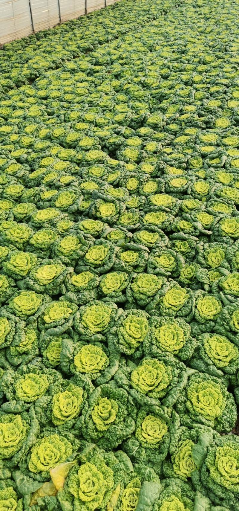 菊花心精品500亩基地！黄心菜价格美丽！