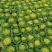 菊花心精品500亩基地！黄心菜价格美丽！