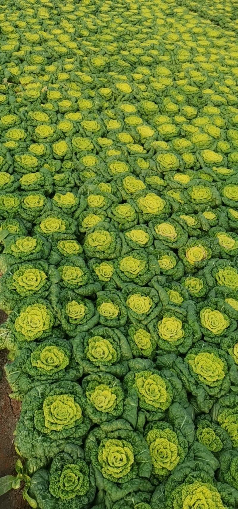 菊花心精品500亩基地！黄心菜价格美丽！