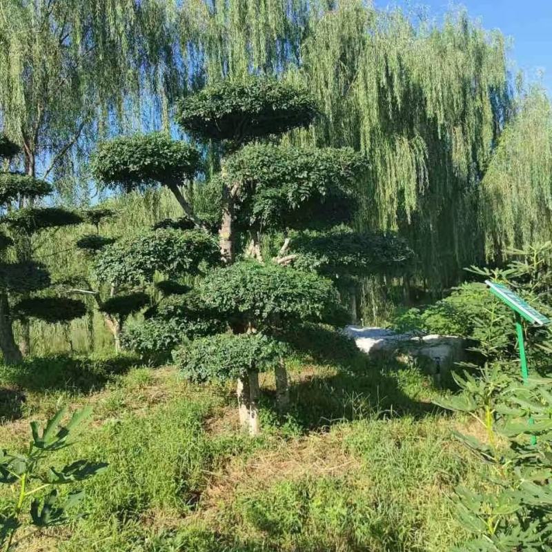 造型树，动物造型，金叶云片造型，丛生朴树造型等，一手货源