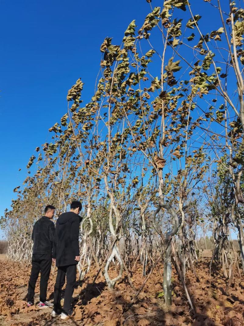 造型树，动物造型，金叶云片造型，丛生朴树造型等，一手货源