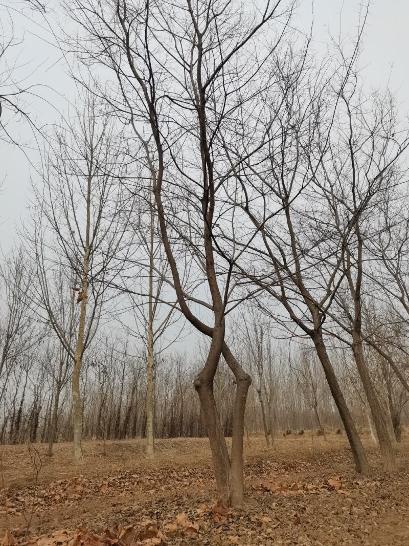 造型树，动物造型，金叶云片造型，丛生朴树造型等，一手货源