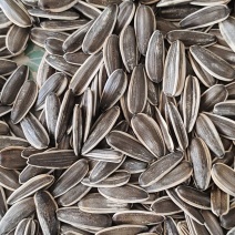 葵花高端炒货，205以里的千粒，7万斤