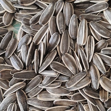 葵花高端炒货，205以里的千粒，7万斤