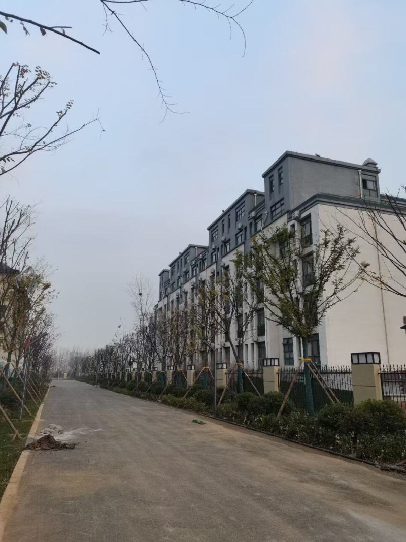 榉树，胸径10-18公分，分支2.2-2.5，一手货源