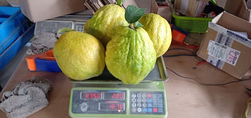 香橼果子云南特产水果现摘发货新鲜香园快递包邮