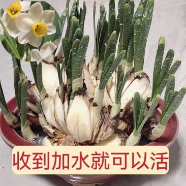 漳州水仙花盆栽水养花卉年宵花卉水培花头春节