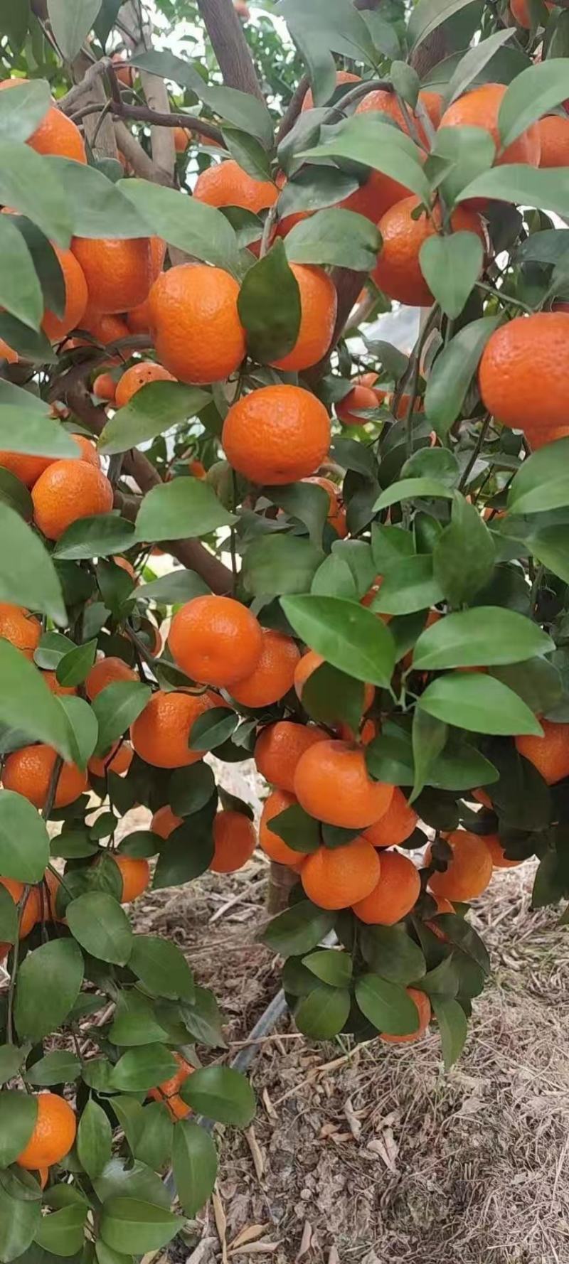沙糖桔