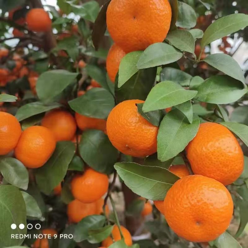 沙糖桔