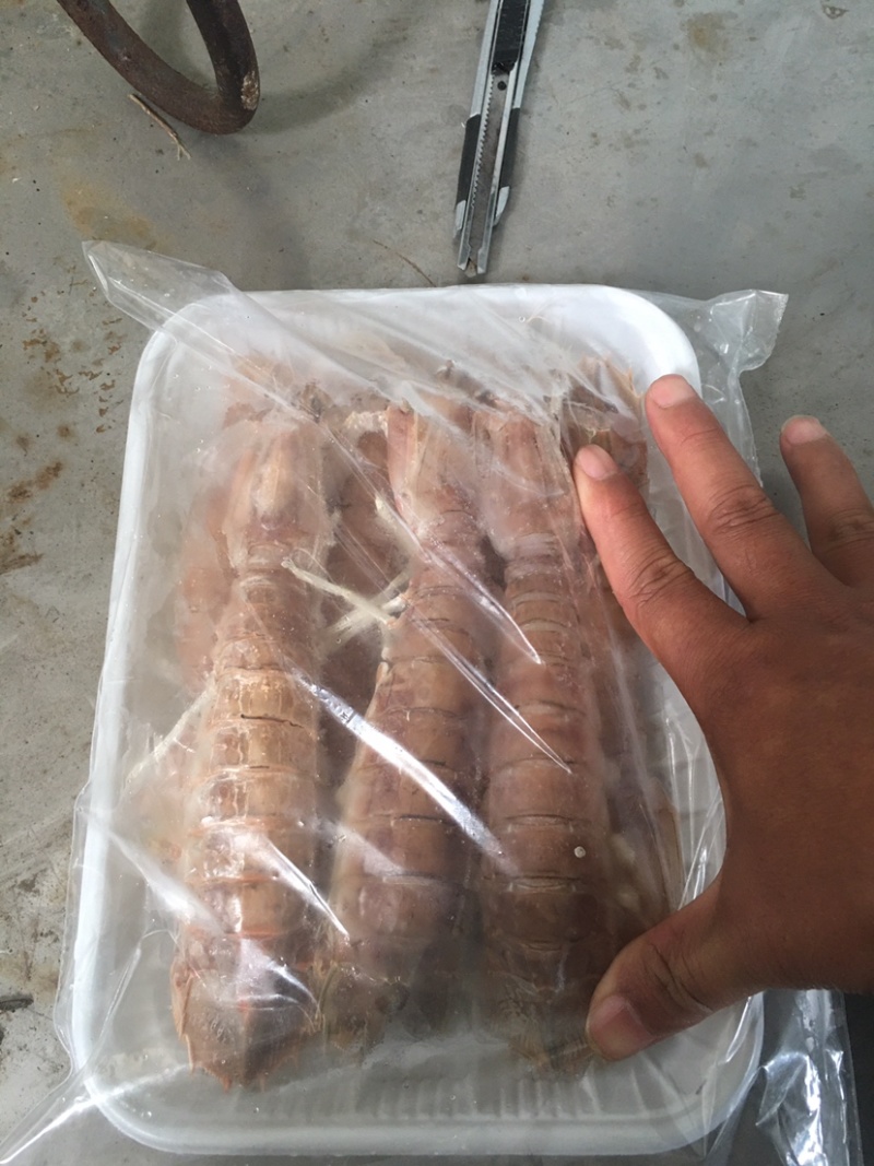 活煮，熟冻皮皮虾。天然海产品。绿色食品。天然无污染。