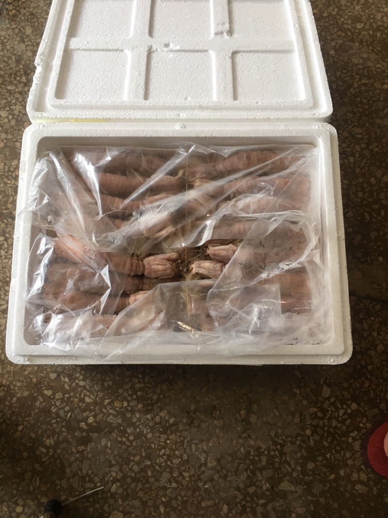 活煮，熟冻皮皮虾。天然海产品。绿色食品。天然无污染。