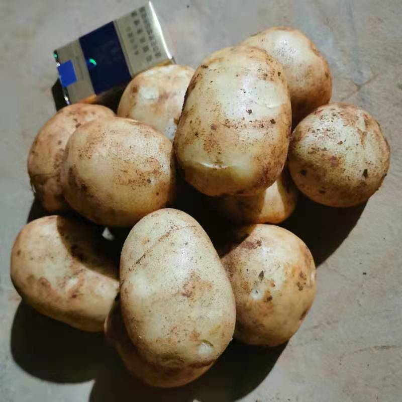 丽署6号土豆，淀粉厂加工，每天供应200吨