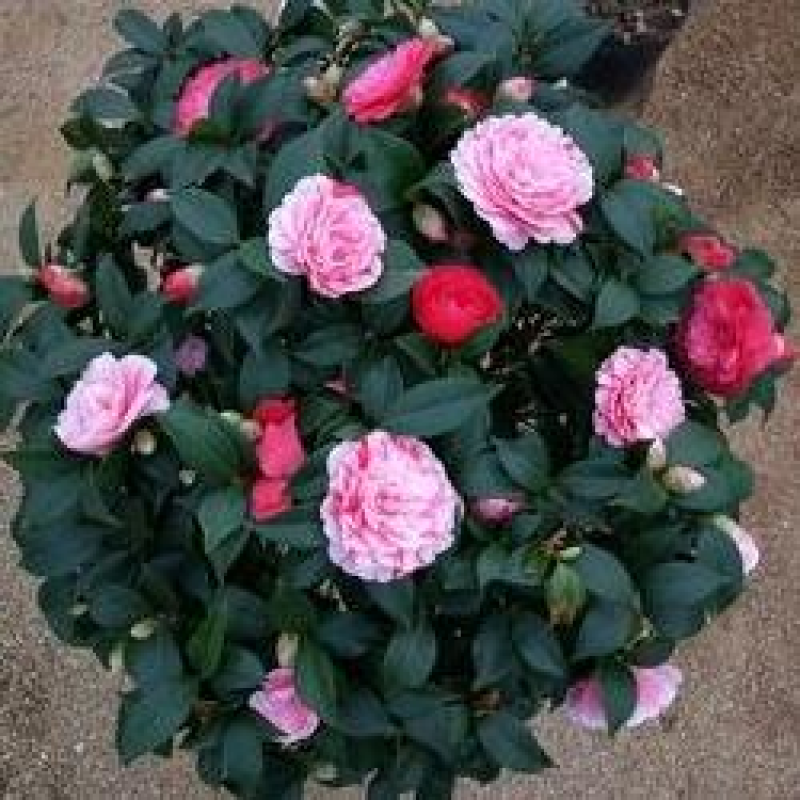 茶花盆栽四季开花福建龙岩基地直销