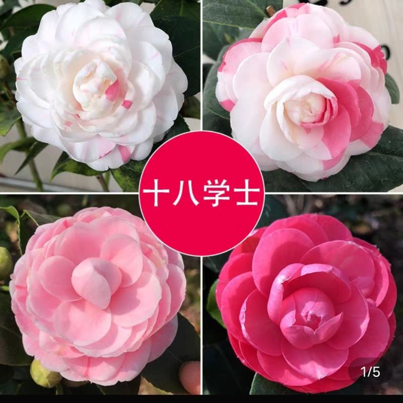 茶花盆栽四季开花福建龙岩基地直销