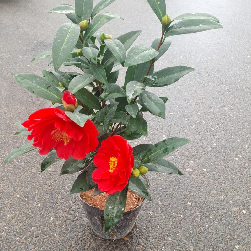 茶花盆栽四季开花福建龙岩基地直销