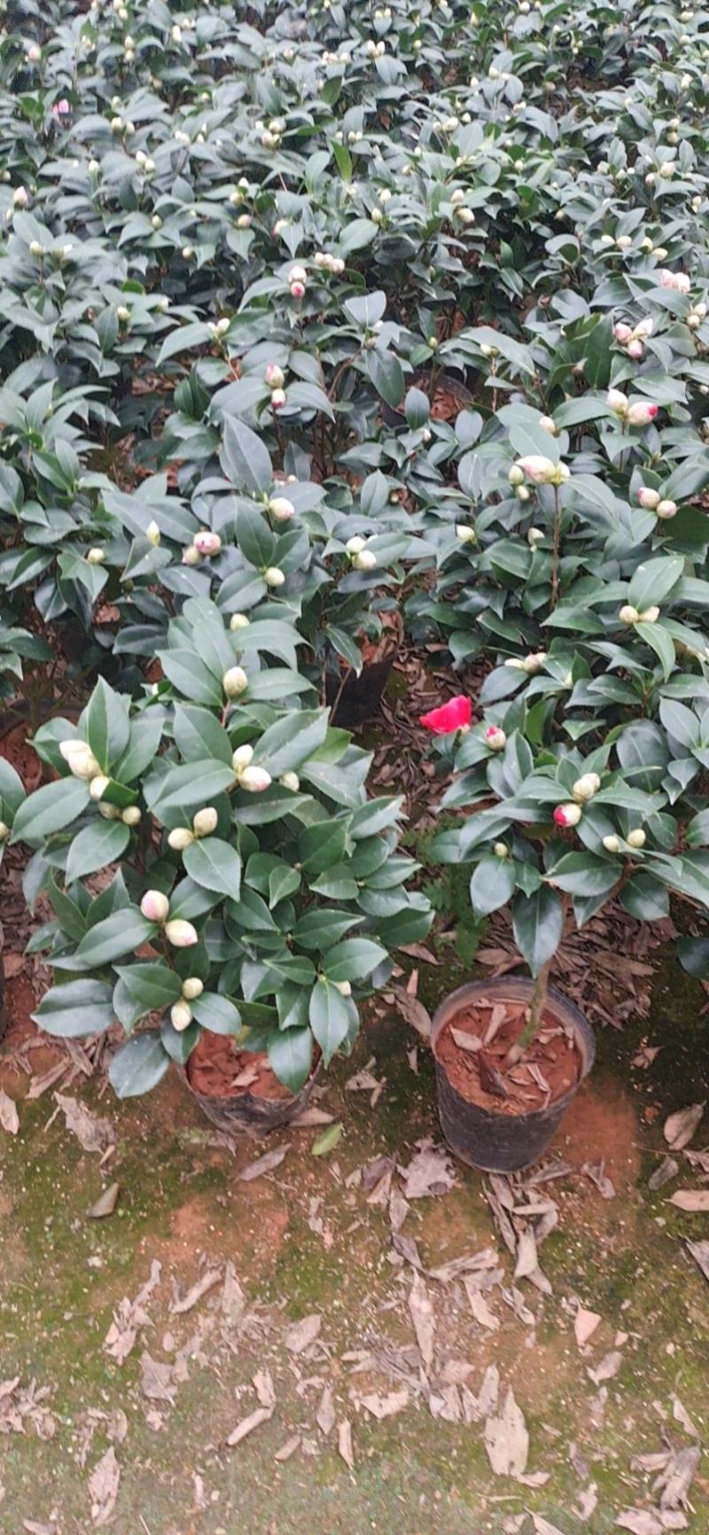 茶花盆栽四季开花福建龙岩基地直销
