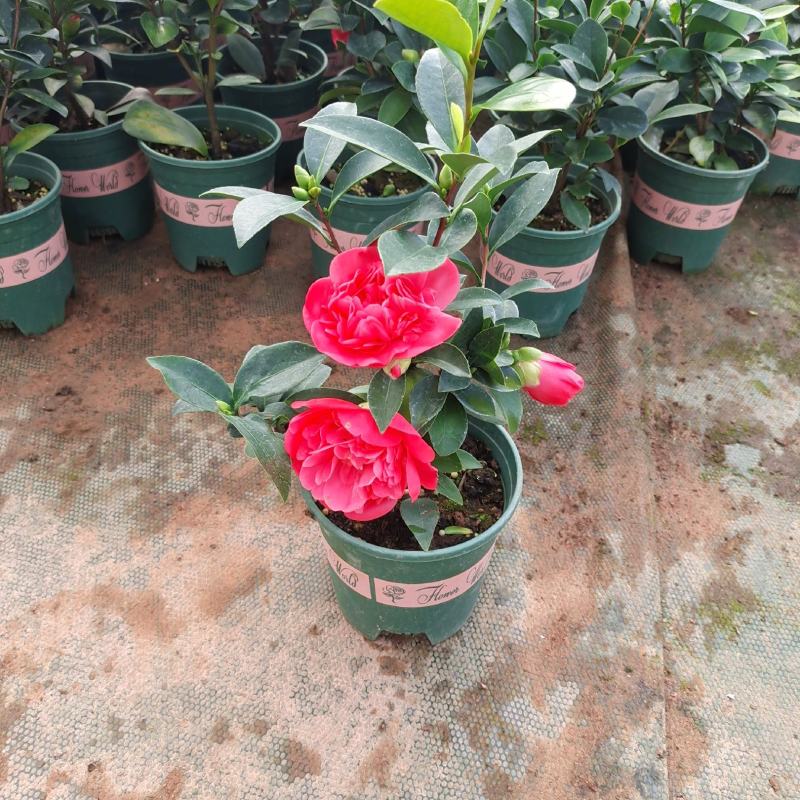 茶花盆栽四季开花福建龙岩基地直销